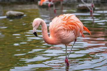 Flamingo im Wasser spreizt seine Federn