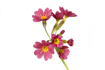 Inflorescence of red primrose flowers Isolated on a white background.