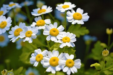 Fototapeta premium Feverfew flowers close-up (Tanacetum parthenium).
