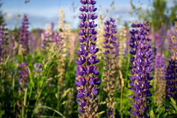 Lupine flowers in the open air, on the field, close-up.