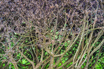 Tree branches close up nature background with view of the blurred green field