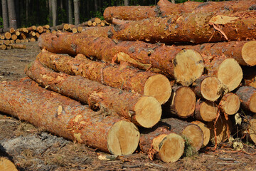 A close-up on a pile of pine logs, rough timber, wood raw material, stacked cut down trees.