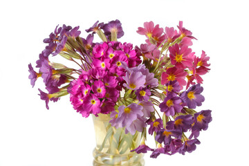 Multicolored bouquet of primroses in a glass vase Isolated on a white background.