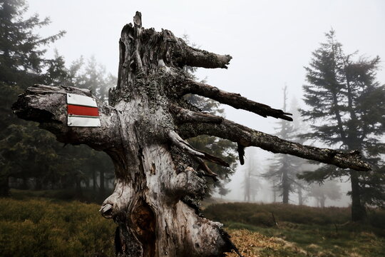 Red tourist walking path marker on dead tree on a foggy day, Jeseniky, Czech Republic.