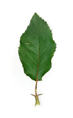 Rose leaf isolated on white background