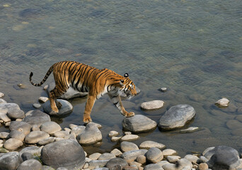Fototapeta na wymiar Tigress walking on the boulders of Ramganga river at Jim Corbett Tiger reserve
