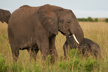 Naklejka na ściany i meble Elephant Baby Amboseli - Big Five Safari -Baby African bush elephant Loxodonta africana