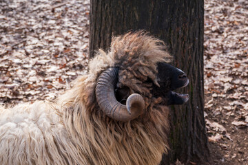 portrait with a big horn ram