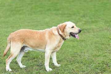 Dog shy guilty is a shelter hound waiting looking up with lonely eye an intense stare outdoors in lawn nature Morning sunlight. Pet concept.