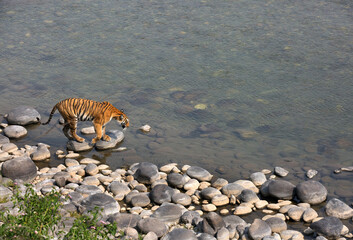 Fototapeta na wymiar Tigress Parwali on the boulders of Ramganga river, Jim Corbett