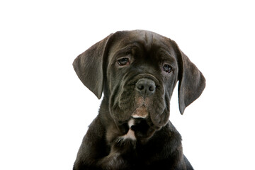 CANE CORSO