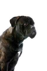 CANE CORSO