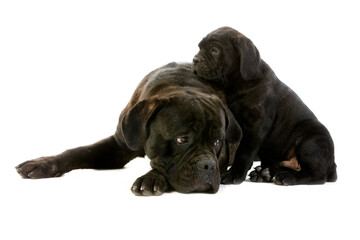 CANE CORSO