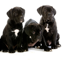 CANE CORSO