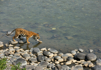Fototapeta na wymiar Tigress Parwali walking inside Ramganga river at Jim Corbett