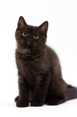 BRITISH SHORTHAIR NOIR