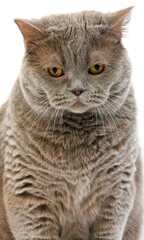 BRITISH SHORTHAIR LILAC SELF