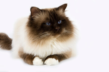 SACRE DE BIRMANIE CHOCOLAT