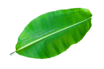 Banana tree leaf, green leaves, nature on white isolated background
