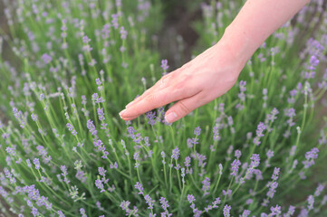 Fototapeta na wymiar Woman hands playing with lavender flowers on a green field in Moldova