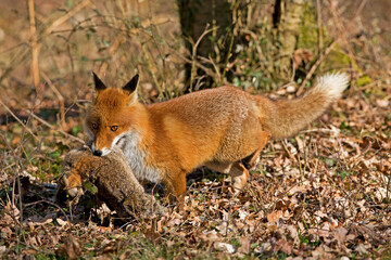 RENARD ROUX vulpes vulpes