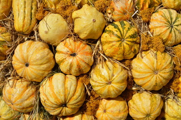 Different types of ornamental squash