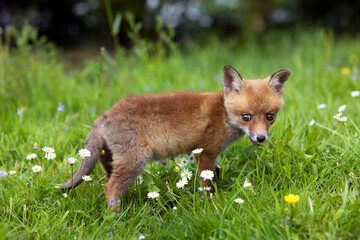 RENARD ROUX vulpes vulpes
