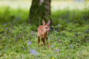 CHEVREUIL capreolus capreolus