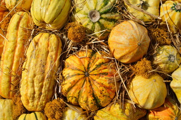 Different types of ornamental squash
