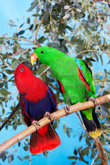 ECLECTUS eclectus roratus