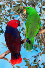 ECLECTUS eclectus roratus