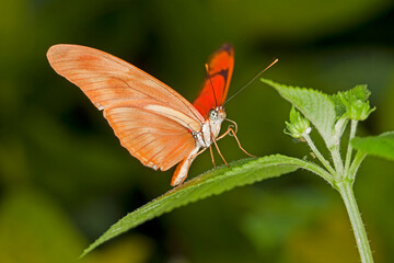 PAPILLON
