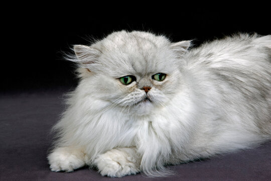PERSAN CHINCHILLA SILVER