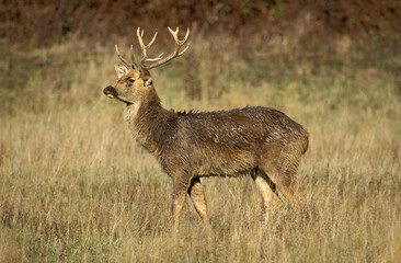 CERF BARASINGHA cervus duvauceli