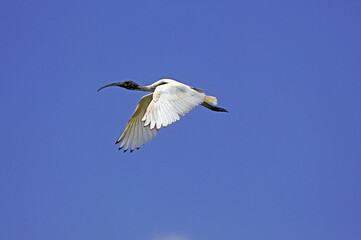 Obraz premium IBIS SACRE threskiornis aethiopica