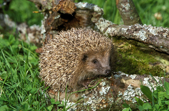 HERISSON D'EUROPE erinaceus europaeus