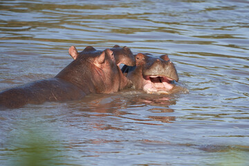 Hippo Hippopotamus amphibious Africa Safari Portrait Water