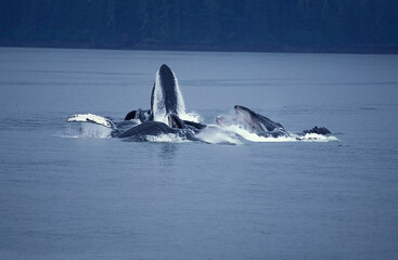 Naklejka premium BALEINE A BOSSE megaptera novaeangliae