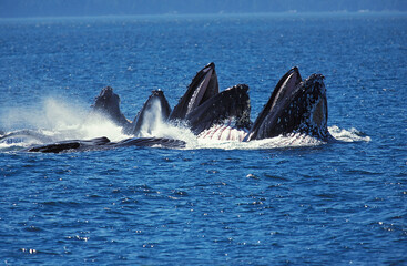 BALEINE A BOSSE megaptera novaeangliae