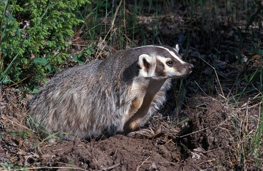 BLAIREAU D'AMERIQUE taxidea taxus