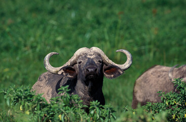 Naklejka premium BUFFLE D'AFRIQUE syncerus caffer