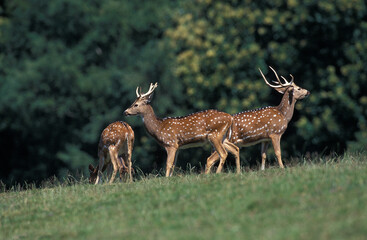 CERF AXIS axis axis