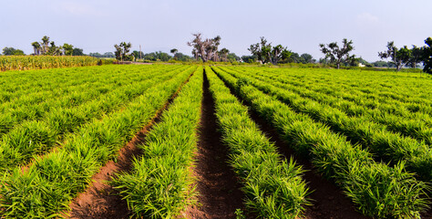 Ginger (zingiber officinale) field. Ginger plantation. Crops planted at field in India.