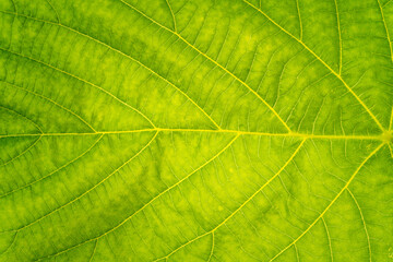 Fototapeta na wymiar Fresh green leaf texture