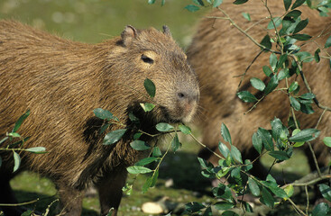 CABIAI hydrochoerus hydrochaeris