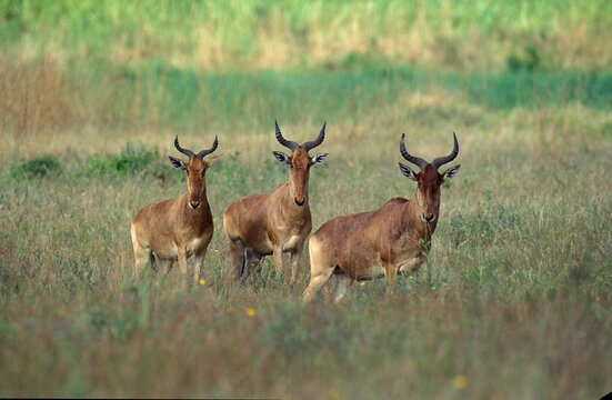 BUBALE alcelaphus buselaphus