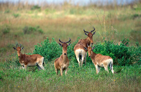 BUBALE alcelaphus buselaphus