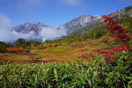 Autumn leaves seen from Tsugaike Nature Park and snowy valley of Mt.Hakuba