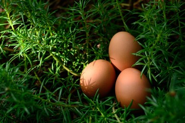 Eggs and moss rose plant with morning day light a simple idea photography.