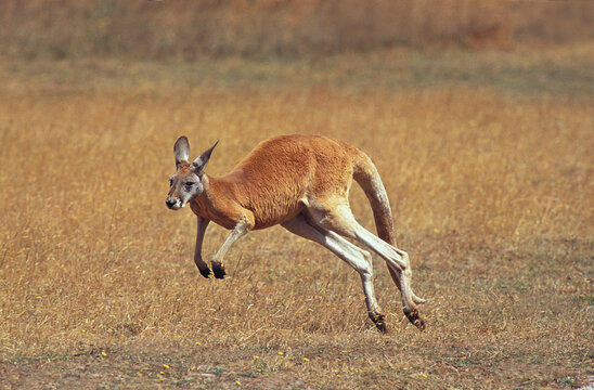 KANGOUROU ROUX macropus rufus